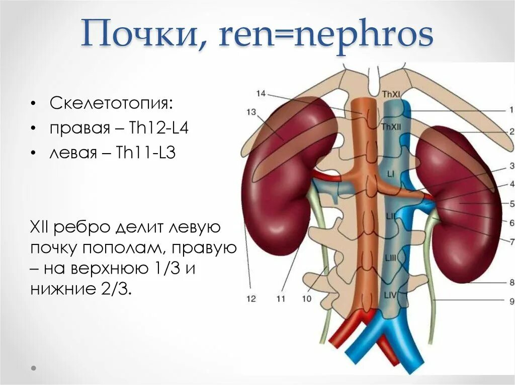 Скелетотопия почек анатомия. Топография почки скелетотопия. Топография почек на скелете. Синтопия почек анатомия. Правая почка меньше левой