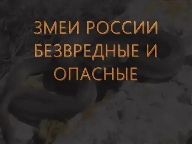 Самые опасные змеи в России для человека. Защитники Руси от змея. Обсуждение притчи "безвредная змея". Россия змея Кемерово.