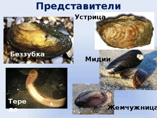 Раковина перловицы. Двустворчатые беззубка. Двустворчатые моллюски раковина таблица. Беззубка моллюски перловица отличия. Двустворчатые моллюски перловица и беззубка.