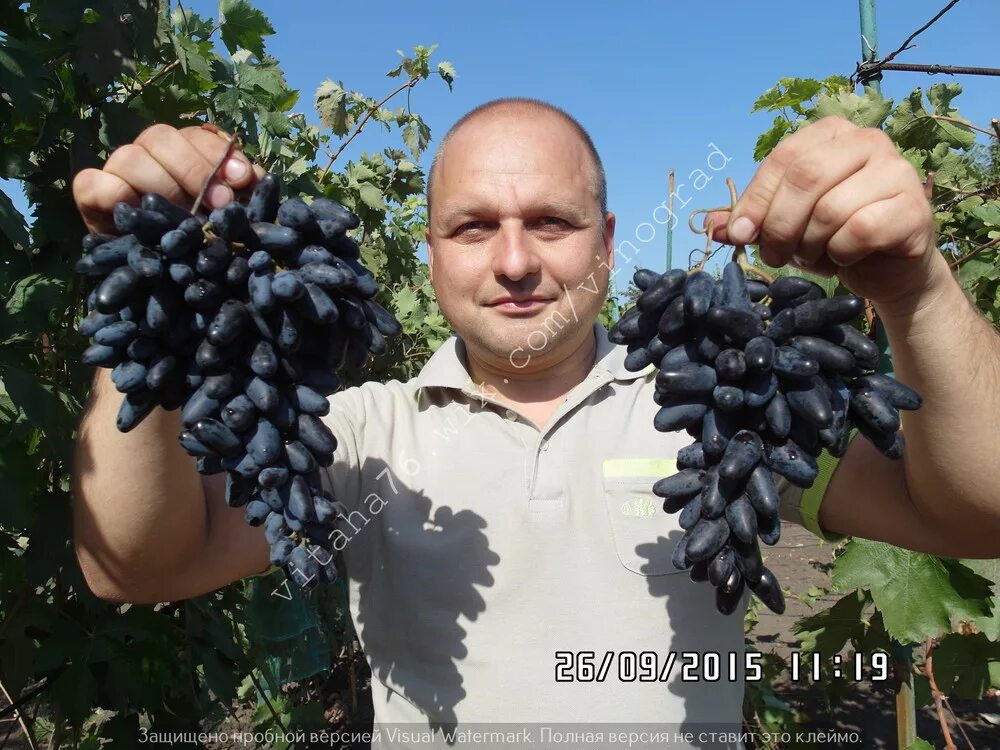 Сорт винограда аватар. Виноград Саратовский. Сорт винограда Хэллоуин. Виноградники в Саратовской области.