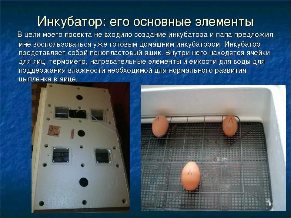 Как проверить яйцо перед закладкой в инкубатор. Вывод цыплят в инкубаторе несушка. вывод яиц в инкубаторе. инкубирование яиц в инкубаторе. инкубация куриных яиц в домашних.