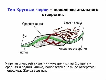У круглых червей отсутствует