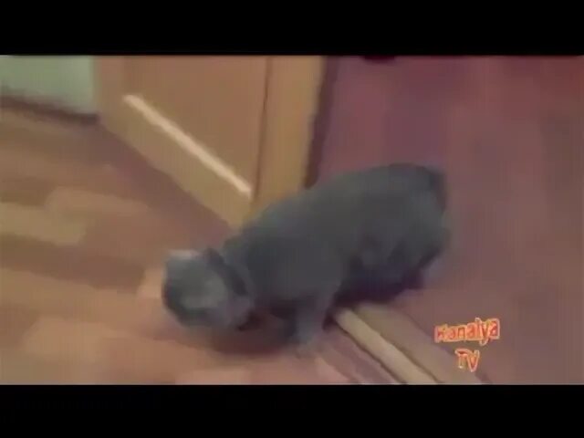 Майерс пипец котенку 1