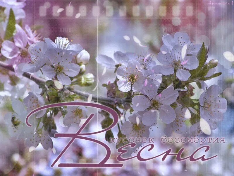 Гифки весенний. Гифки весенний. Весеннее настроение. Весенние открытки. Весенние открытки.