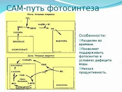 Установите последовательность реакций процесса фотосинтеза