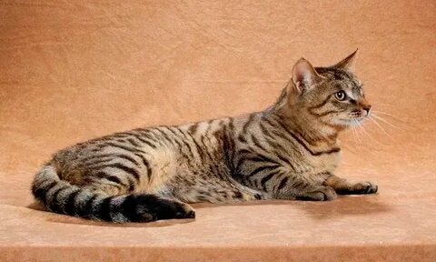 Кошка ли