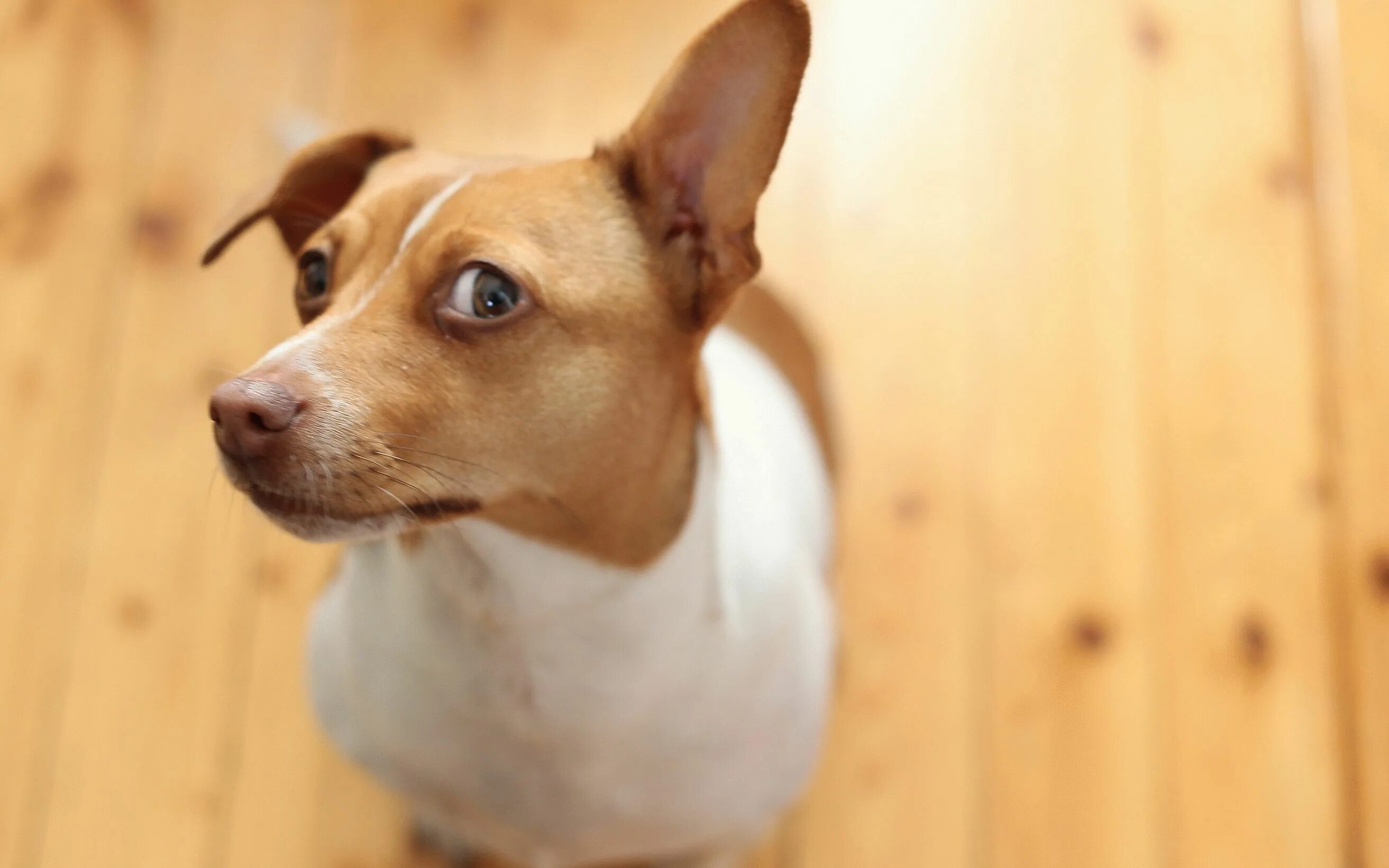 испуганная собака. щенок удивился. собака удивляется. собачка с выпученными глазами. собака в шоке.