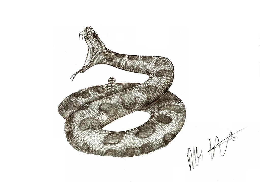 Эскиз змеи. Змея рисунок. Змея карандашом. Змея нарисовать. Змея 8 букв сканворд