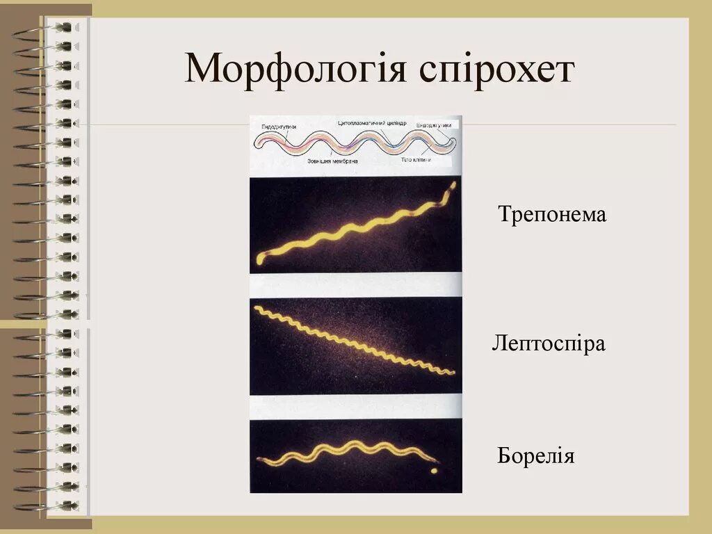 Трепонема суммарная это