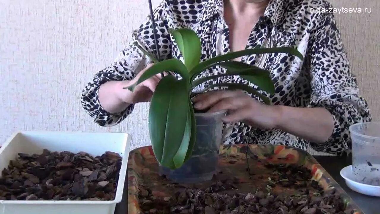 Как правильно пересадить орхидею в другой горшок
