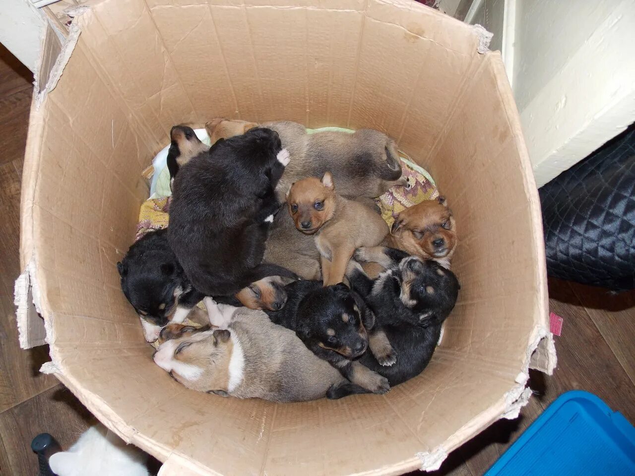 Ирина тиховская приют для собак. Объявление для приюта животных. Приют для бездомных собак в москве. Приют для бездомных собак в москве. Приют собака и кошка в москве.