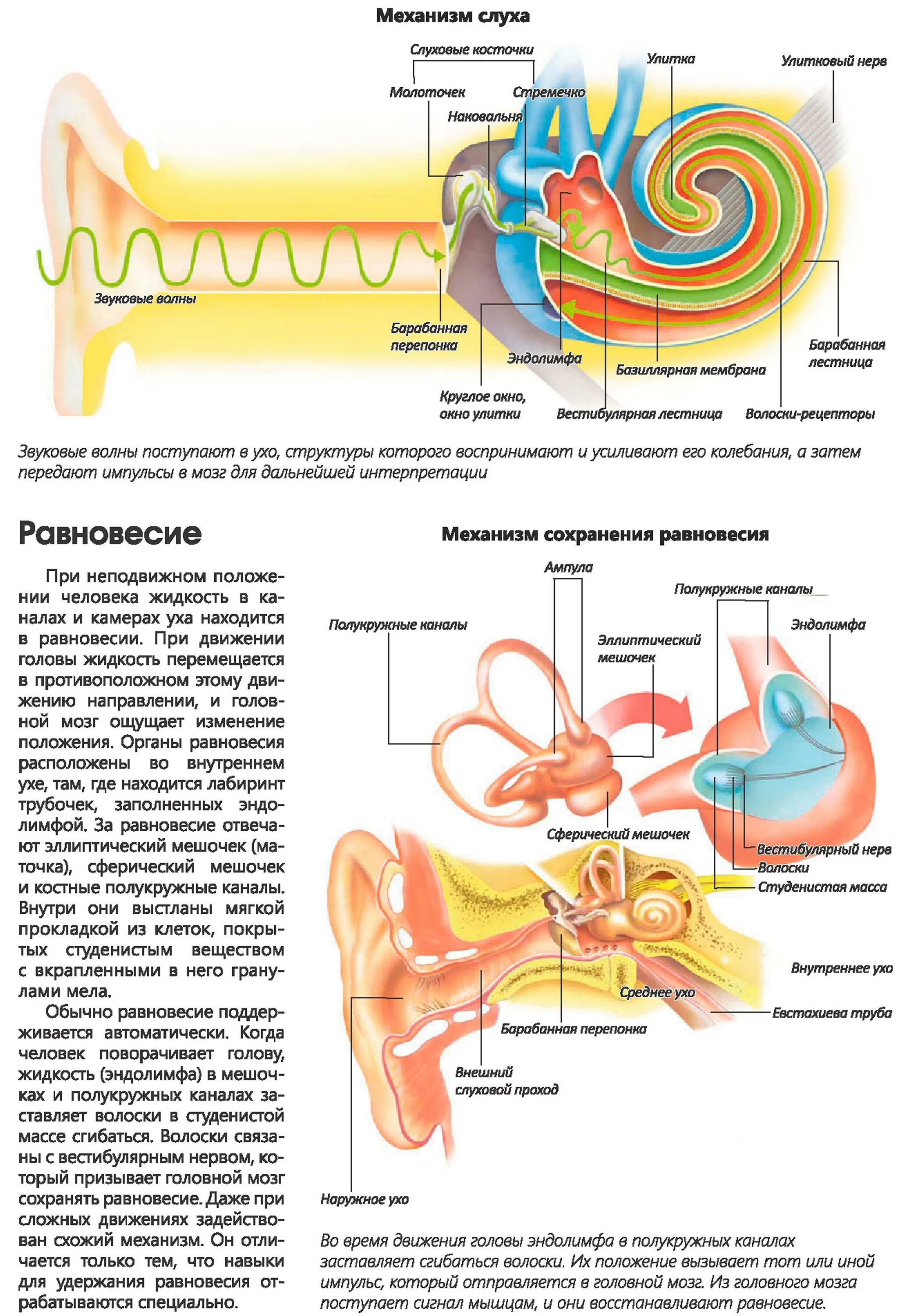 Строение уха человека. Ухо человека анатомия уха строение. Строение уха человека слуховые косточки. Строение внутреннего уха эндолимфа. Во внутреннем ухе расположены
