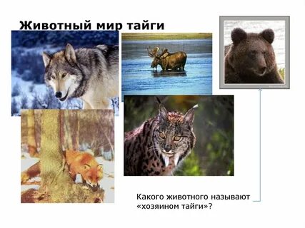 Животные тайги 4