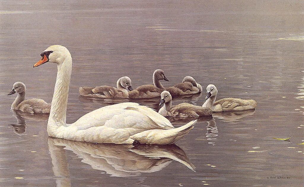 Лебедь лось. Художник анималист Robert Bateman.