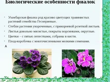 Фиалка комнатная описание