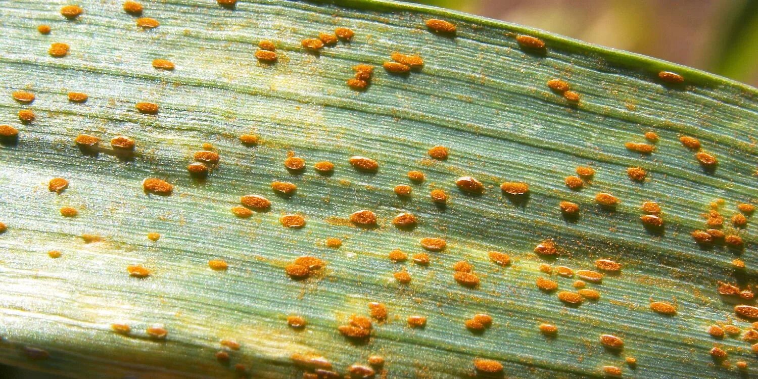 Бурая ржавчина (Puccinia triticina). , Щитовка, трипсы. Ржавчинный гриб паразит. Щитовка паразит растений. Щитовка это