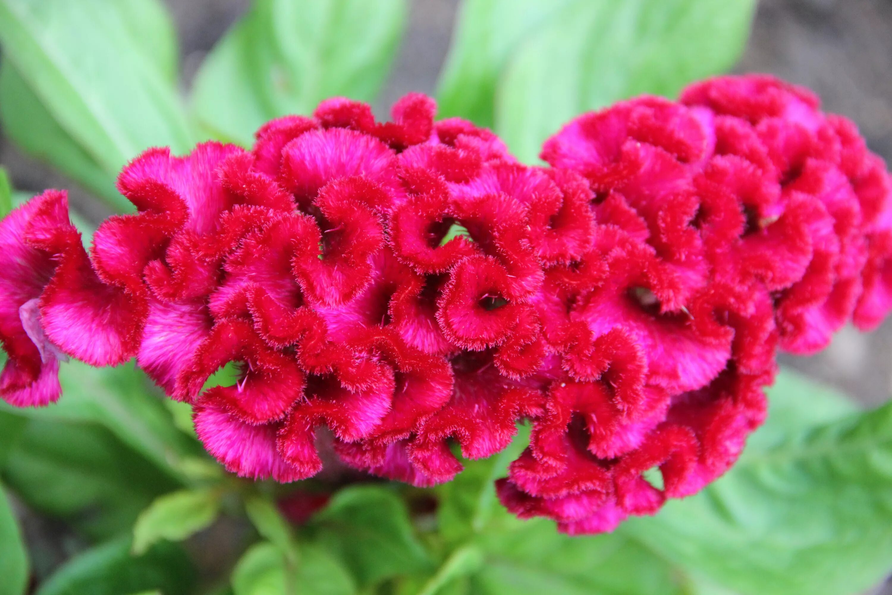 целозия империалис. растение целозия гребенчатая. целозия гребенчатая выращивание. целозия гребенчатая. целозия метельчатая гребенчатая.