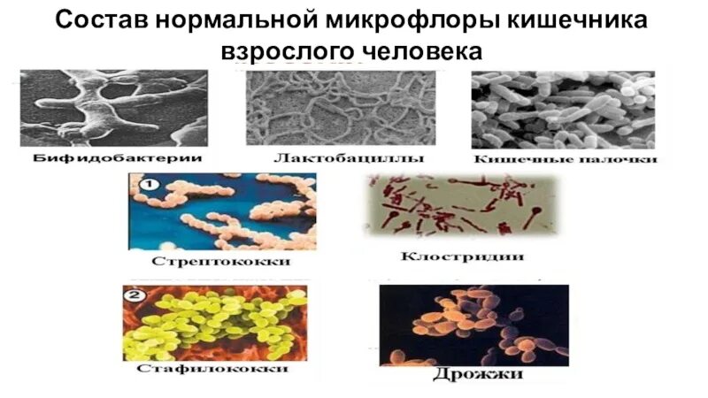 Укажите значение микрофлоры толстого кишечника. Микробиота кишечника микробиология. состав бактерий нормальной микрофлоры. представители нормальной микрофлоры кишечника. состав нормальной микрофлоры кишечника человека.