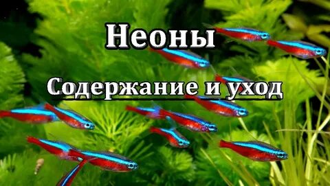 Неон рыбки совместимость