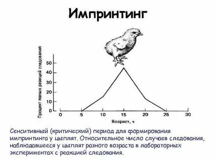 Импринтинг это