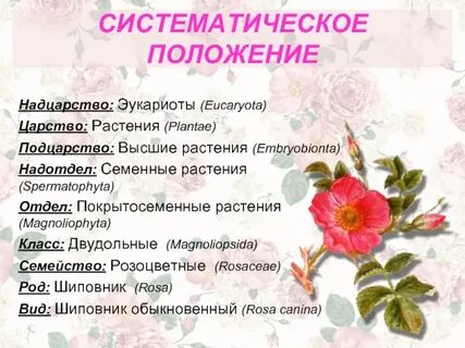 Систематическая группа шиповника