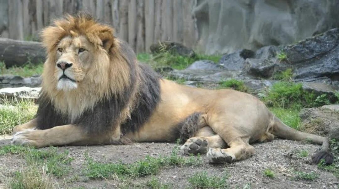 Barbary Lion Lion photography, Lion, Barbary