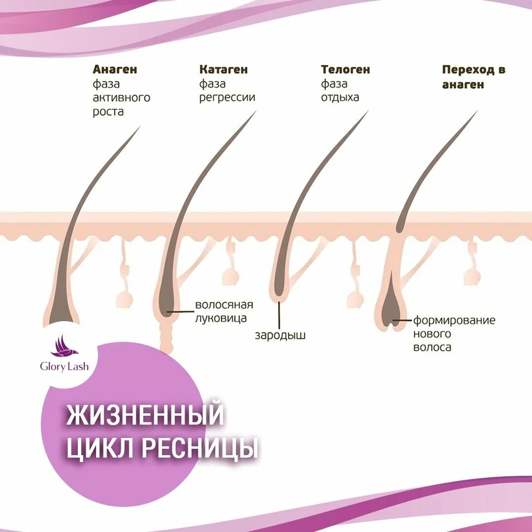 Рост ресниц анаген катаген телоген. Фазы роста волос анаген. Анаген - фаза роста, катаген - фаза, телоген -. Фазы роста ресниц анаген. Рост волоса происходит за счет