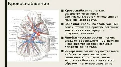 Вена правого легкого