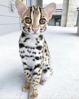 Азиатская леопардовая кошка