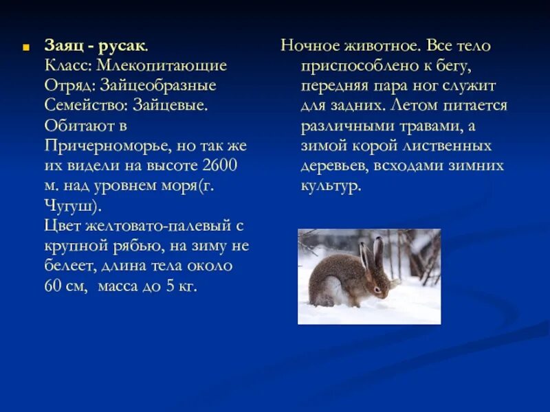 Классификация зайца по биологии 5 класс. Классификация животных заяц русак. классификация зайца русака. заяц русак систематика. заяц русак род семейство отряд.