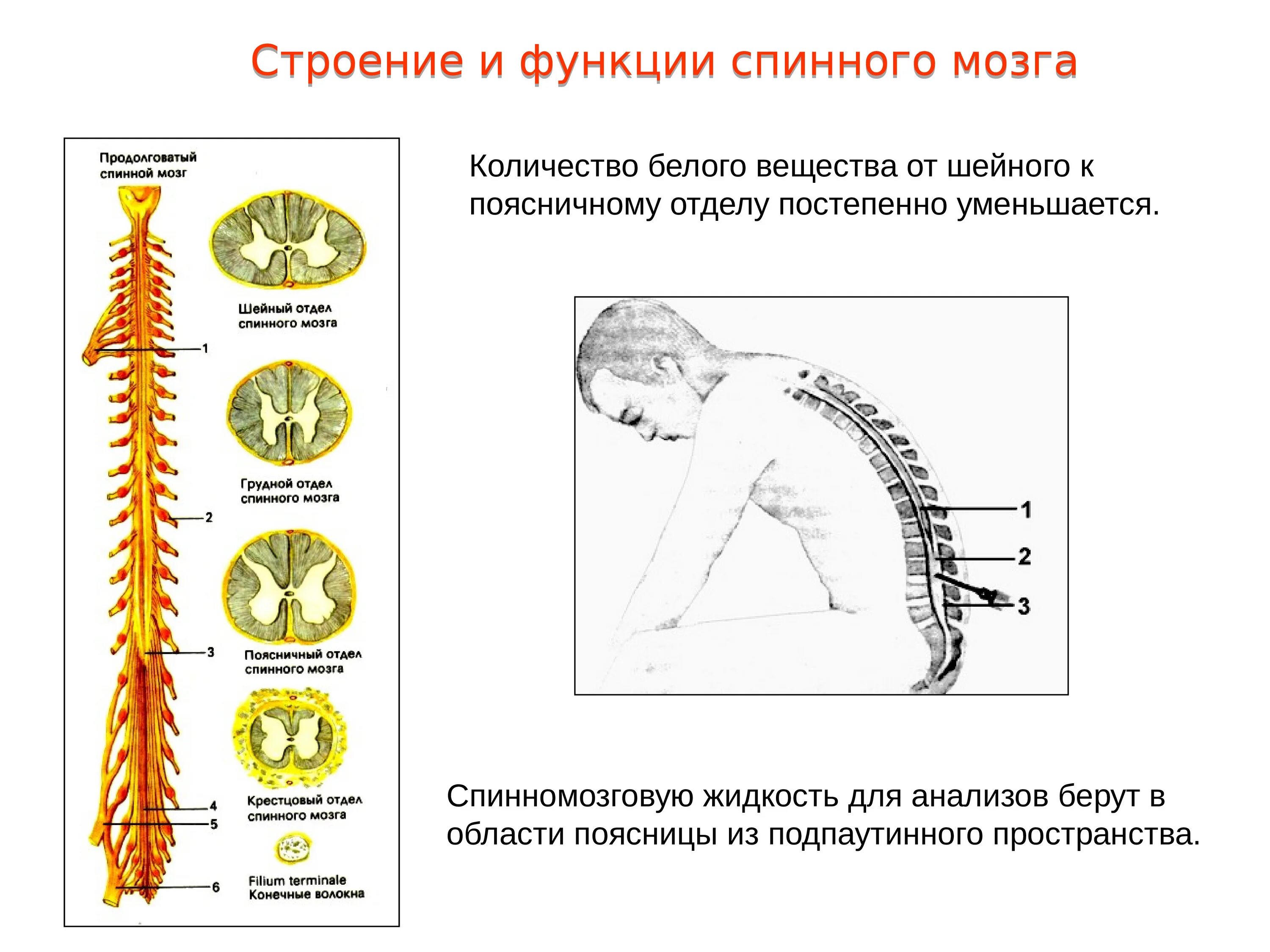 Шейный отдел спинного мозга схема. Анатомия спинного мозга грудной отдел. Поясничный отдел спинного мозга. Строение грудного отдела спинного мозга. Головной и спинной строение и функции