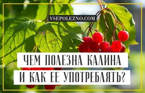 Чем полезна калина красная для организма мужчины