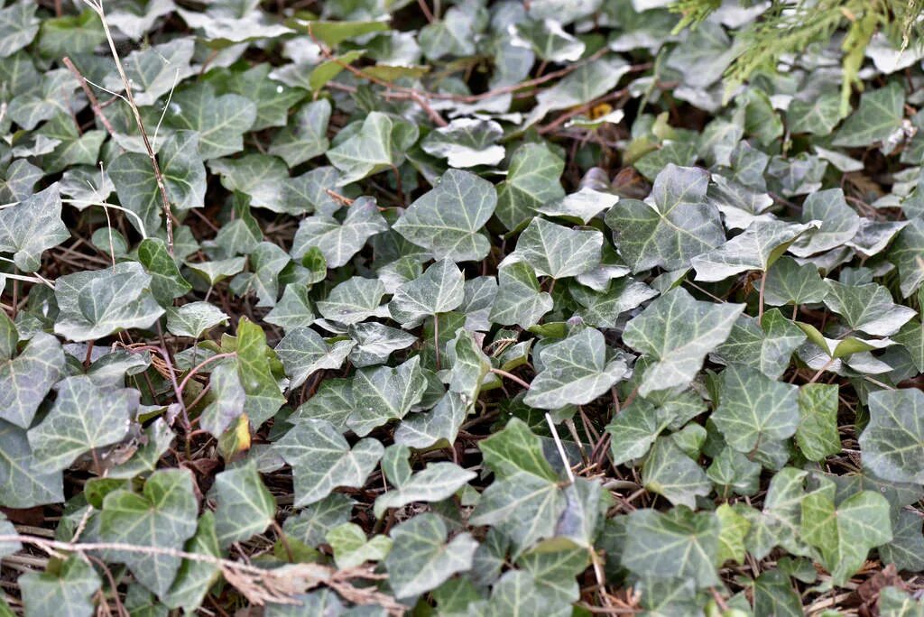 Плющ ирландский Хедера. Хедера Хиберника. Плющ ирландский (Hedera Hibernica p9). Плющ иберийский (Hedera Iberica). Плющ сканворд