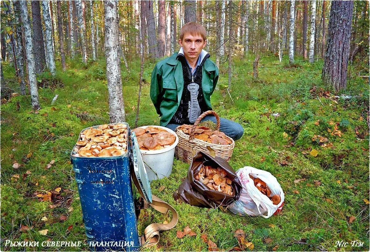 Рыжики в лесу. Собираем рыжики. Два ведра рыжиков.