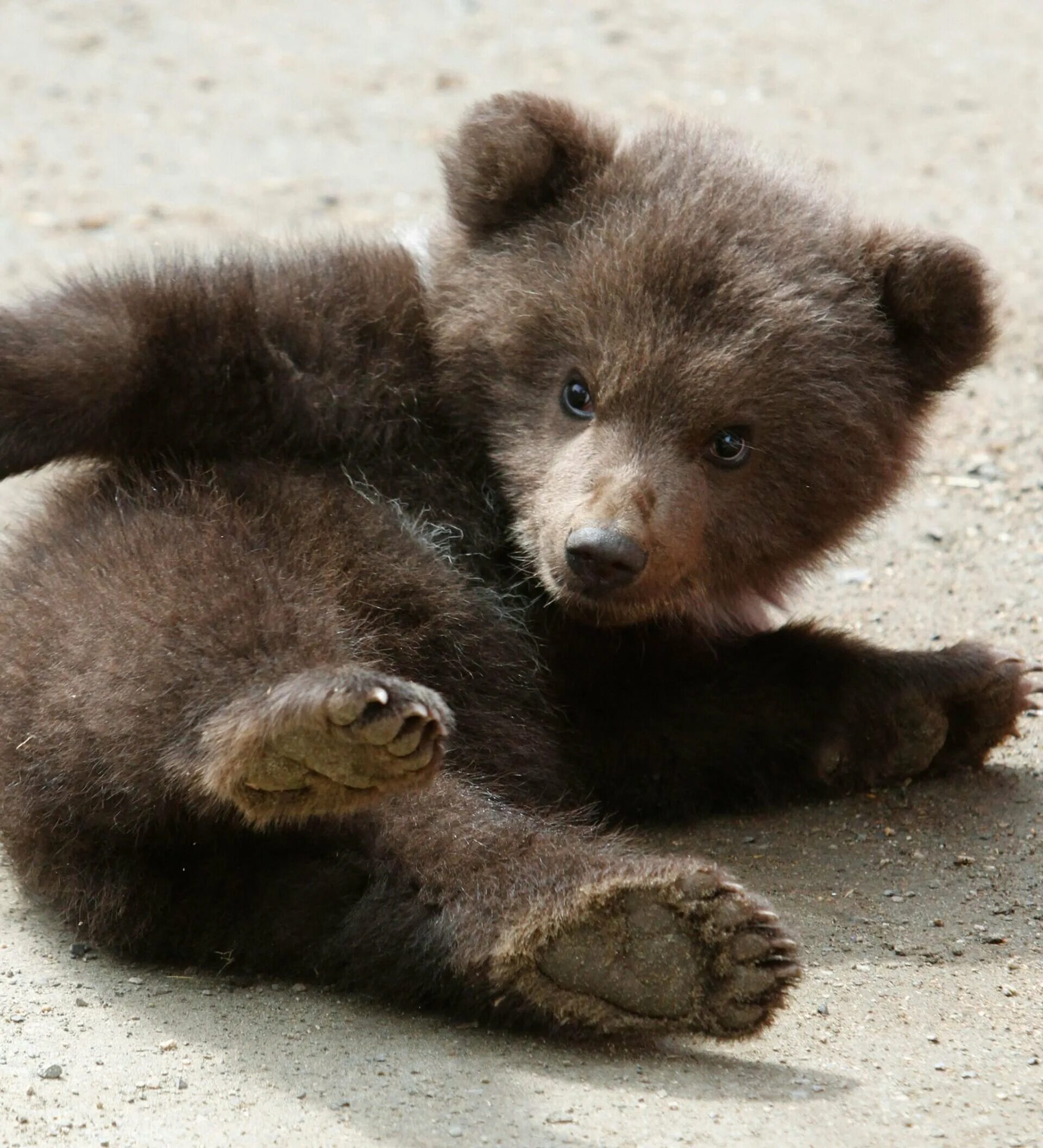 Медвежонок в деревне. Бурый медведь (лат. Арктические животные. Boo boo as baby bear. Дети видели медведя.