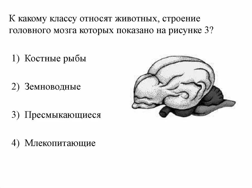 К какому. К какому классу относится животных строение головного мозга. к какому классу относят животных строение. к какому классу относится животное модель строения головного мозга.