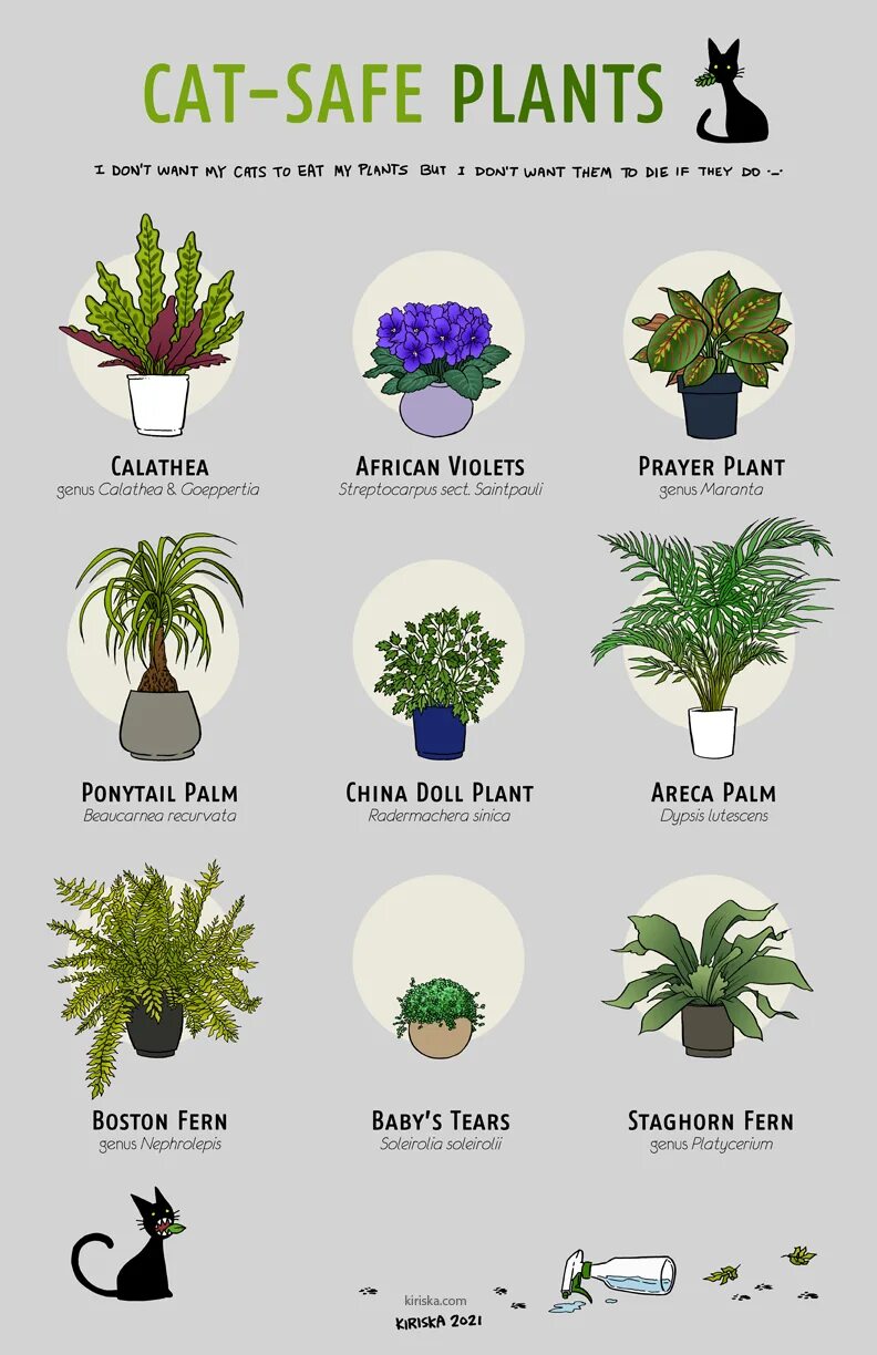 Cat plants. Safe Plant. Safe Plant ЕХВК. Кошки и растения. Cat and Plants.