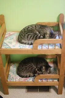 Кровать для кота
