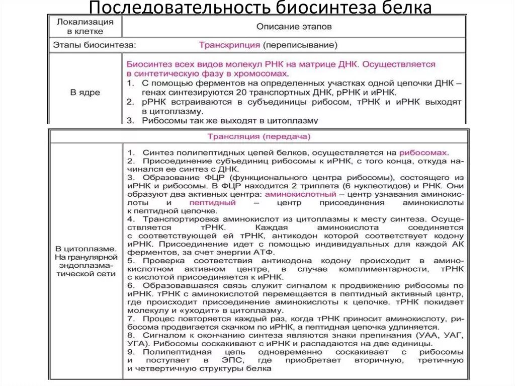 Последовательность транскрипции трансляции. Последовательность синтеза белка таблица. Этапы биосинтеза белка таблица. Последовательность стадии синтеза белка. Характеристика этапов биосинтеза белка таблица.