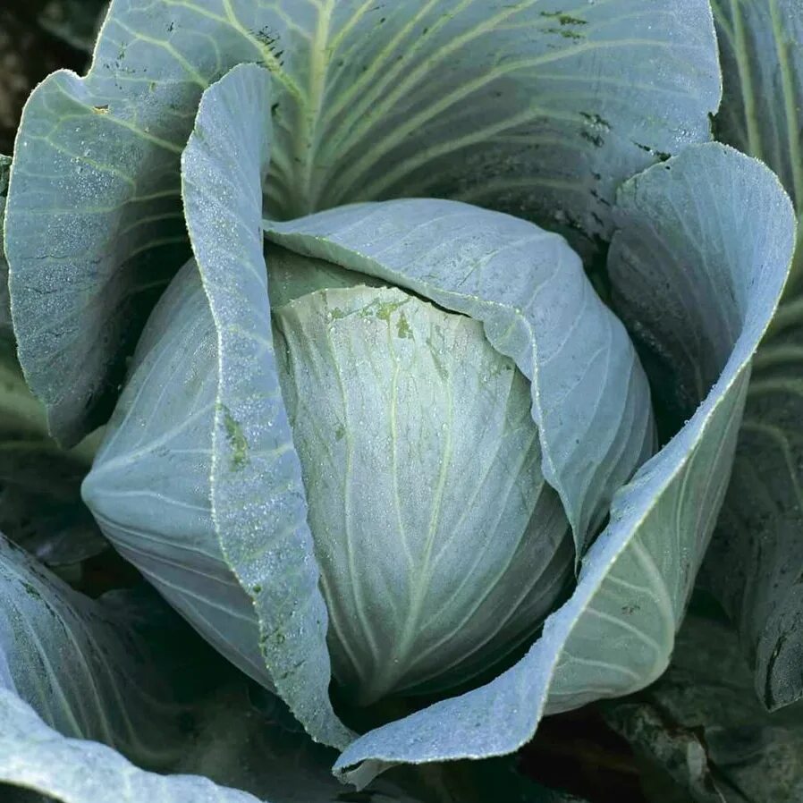 Buy Kale Green Edible - Vegetable Seeds online from Nurserylive at lowest price.