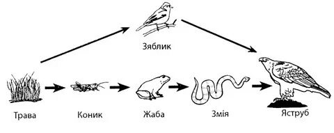 Схема цепи питания характерная для луга