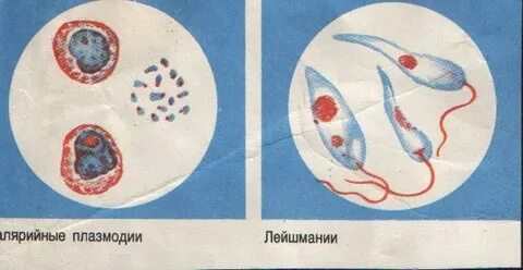 Паразиты человека малярийный плазмодий