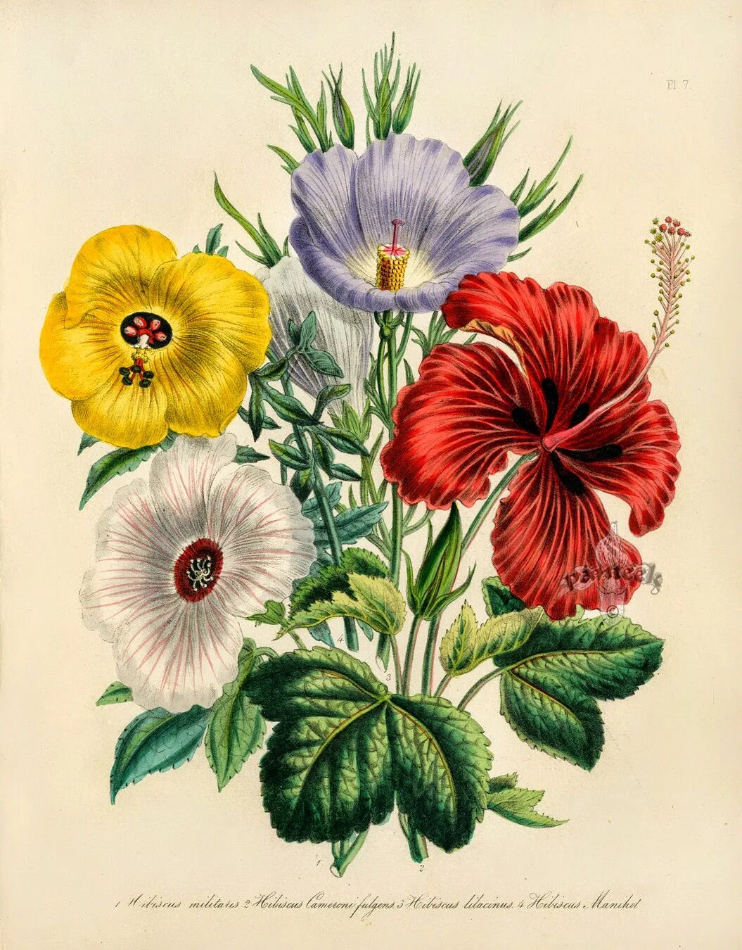 Botanical Flowers Винтаж. Ботанический атлас гибискус. Ботаническая иллюстрация. Старинные Ботанические принты.