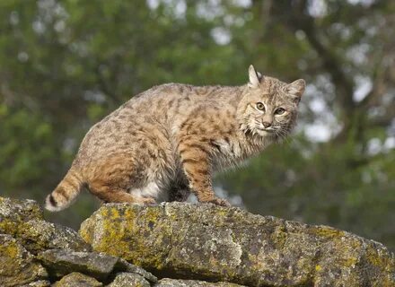 Дикие кошки сканворд