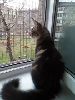 Москитная сетка антикошка на пластиковые