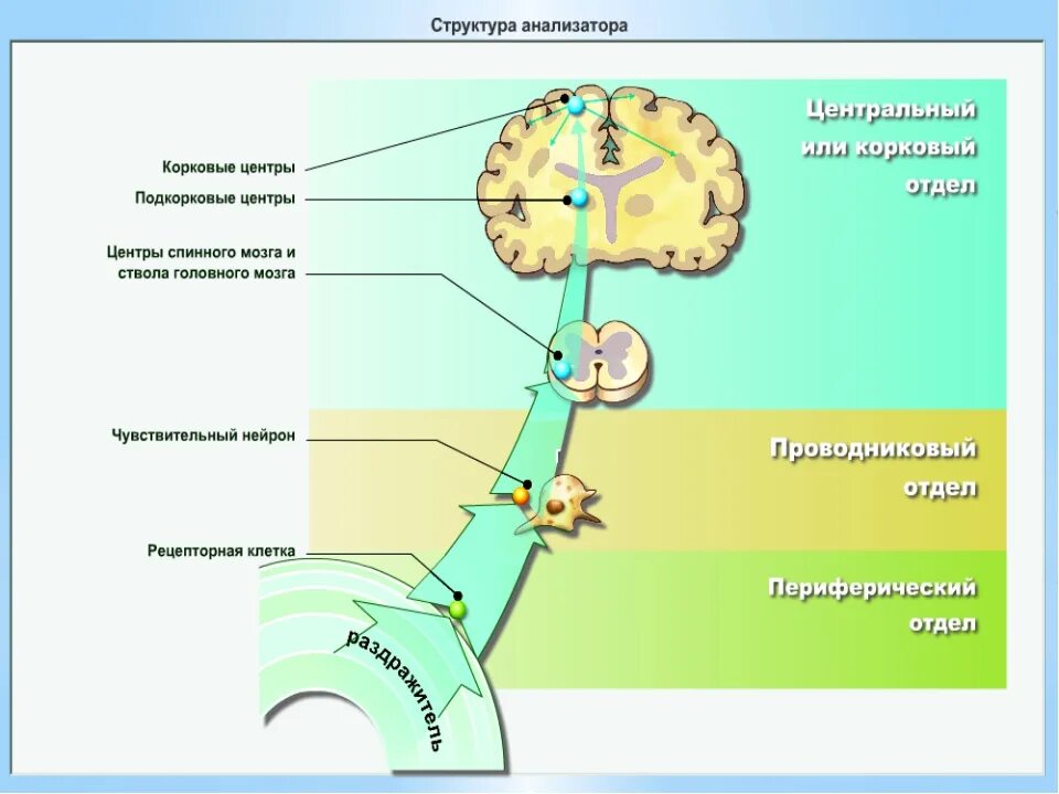 Структура и отделы сенсорной системы. Проводниковый, корковый отделы болевого анализатора.. схема строения анализатора и сенсорной системы. проводниковый отдел двигательного анализатора схема. строение периферического отдела двигательного анализатора.