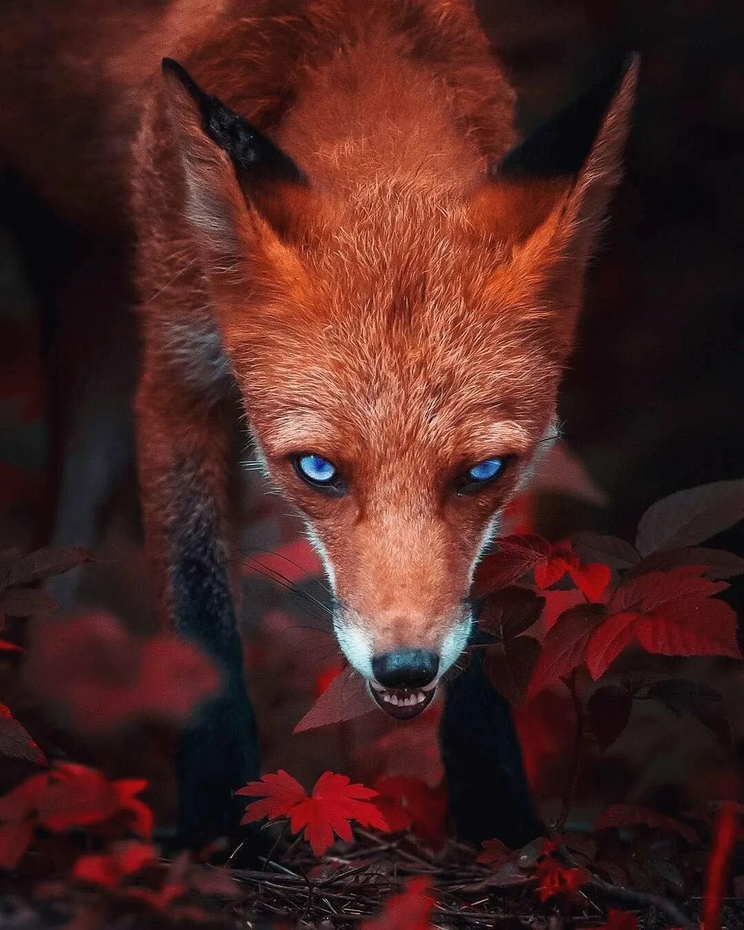 Генерал фокс фурри. Лисий огонь. Лисы арт. Лиса в шоу аватар видео. Лиса на аву.