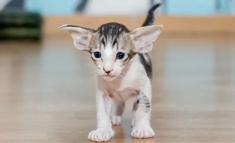 Котята ориенталы