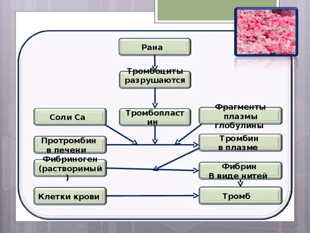 Образование тромба попадание факторов свертывания в плазме