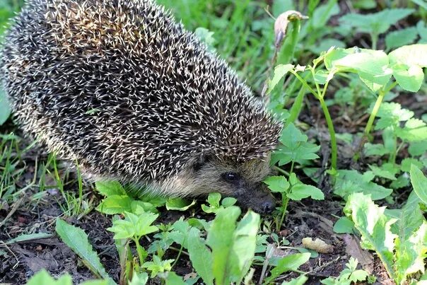Was Sie über den Igel wissen sollten - vom Zufüttern im Frühjahr bis zum Winters
